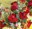 Sant Jordi 2014: Parades de roses i llibres