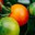 Hort-urba2.jpg
