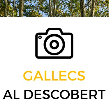 Exposicio Gallecs aux