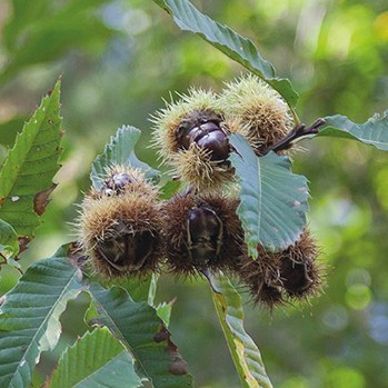Festa de la Castanyada 2018.