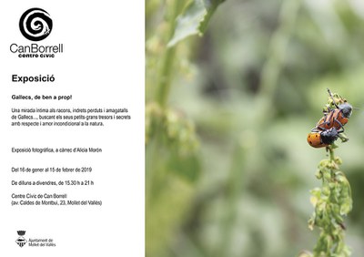 Exposició fotogràfica: "Gallecs, de ben a prop!", a càrrec d'Alicia Morón.