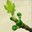 figues a can borrell aux