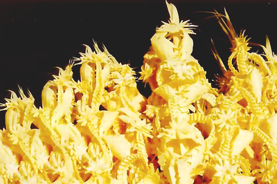 Bendición de la Palma (domingo de ramos).