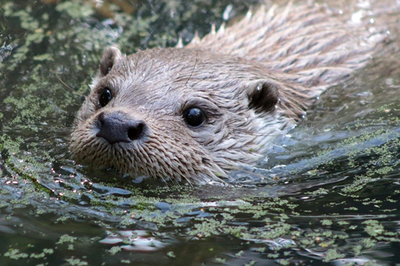 Una nutria nadando.
