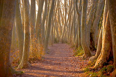 Paseo creativo a Gallecs. ¡Vivir no tiene edad!.