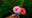 Taller: Regala una rosa hecha por ti