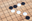 Torneo del JUEGO DE GO (es un juego de estrategia de tablero para dos jugadores, originario de China)