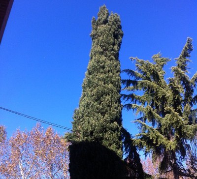 Incidències registrades pel fort vent d'aquest dimarts.