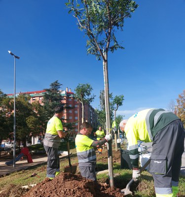 200 árboles nuevos reforzarán el verde urbano de la ciudad.