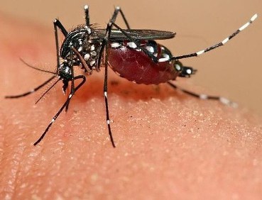 Actuacions de l'Ajuntament per evitar la proliferació del mosquit tigre.