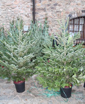 El 5 de gener es començaran a recollir els arbres de Nadal.