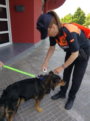 La Policia de Mollet i els Agents Cívics inicien la segona campanya anual d’animals de companyia  .