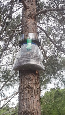 El Ayuntamiento controla la procesionaria del pino sin ningún plaguicida en beneficio de la salud de las personas.