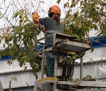 Empieza la campaña de poda de invierno del arbolado de Mollet.