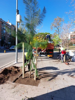 Plantada de árboles en Mollet.