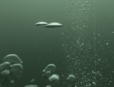 El Museu Abelló presenta la exposición fotográfica Natusfera Improbabilitas.