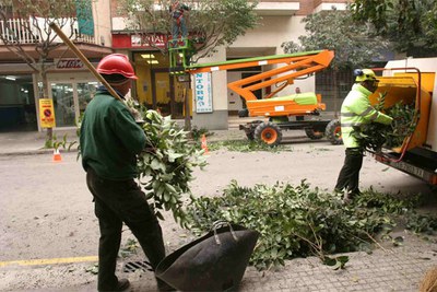 Empieza la campaña de poda de invierno del arbolado de Mollet.