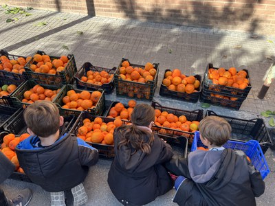 Naranjas recogidas