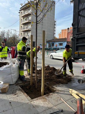 Plantación de árboles Mollet.