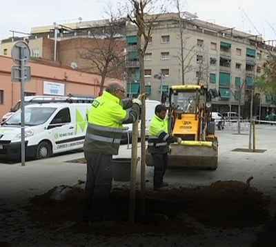 Operarios plantando árboles.