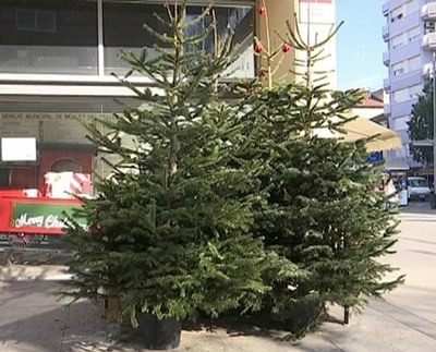 Árboles de Navidad.