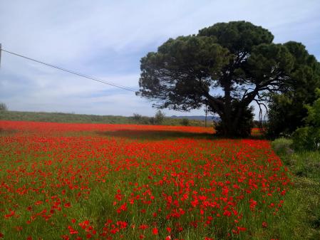 I Jornadas monográficas. Jornadas sobre Gallecs. Los valores del patrimonio natural y cultural y la articulación de su protección con el planeamiento urbanístico (1995).