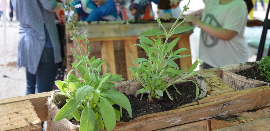 Festividades medio ambiente.