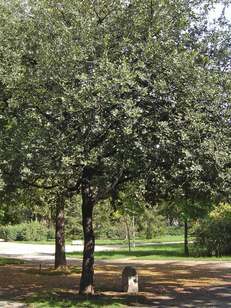 Roure del Mil·lenari