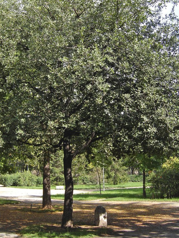 Roure del Mil·lenari